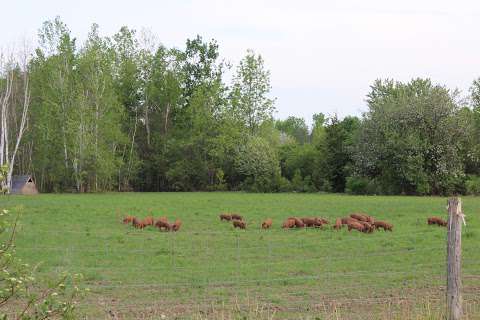 MacLachlan Meadows